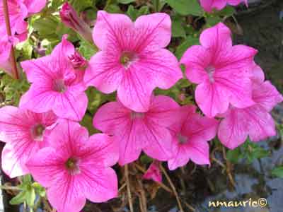Petunia Hybrida